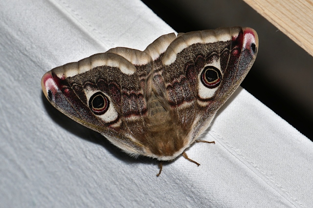 Saturnia pavoniella, finalmente.